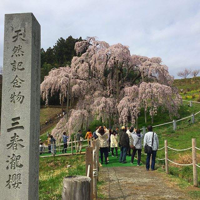 お客様に教えてもらった #三春町 の #滝桜 を見てきた